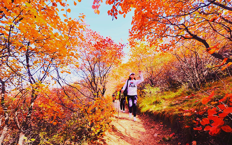 凯发k8国际首页登录佛照山秋季漫山红叶，供游客免费观赏
